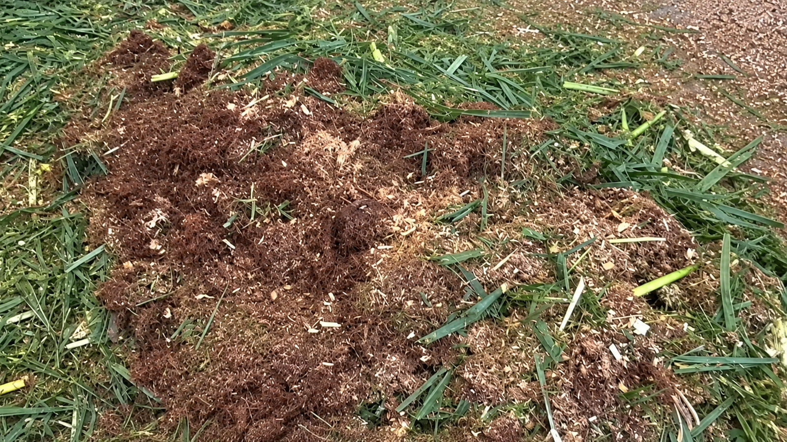 Processed green material